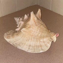 Extra Large Conch Shell