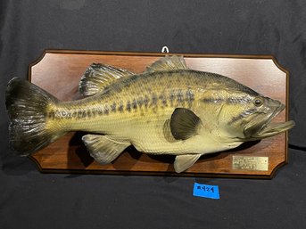 Huge Taxidermy Bass - Caught By Linc Chamberland 1976 Lake Lillinonah, CT