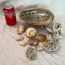 Seashell Lot With Super Large Abalone Shell Dish