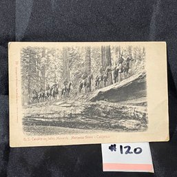 U.S. Cavalry On Fallen Monarch - Mariposa Grove, California Antique Postcard