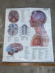 1985 Medical Brain Chart Diagram Poster - Science, Anatomy