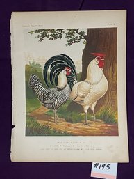 CASSELL'S POULTRY BOOK PRINT - Chickens