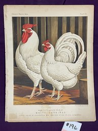 CASSELL'S POULTRY BOOK PRINT - Chickens WHITE DORKINGS