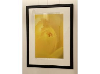 Signed 'Golden Glory' Yellow Rose Framed Art Print