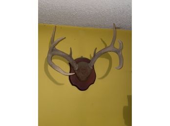 Large 8 Point Taxidermy Whitetail Deer Antler Mount