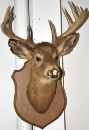 MOUNTED DEER HEAD