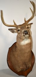 8 POINT DEER MOUNT