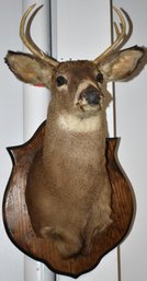 MOUNTED 4 POINT DEER HEAD