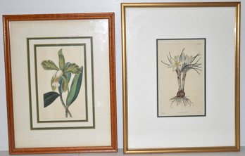 (2) 19TH CENT HAND COLORED BOTANICAL PRINT