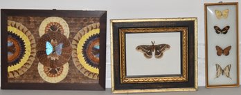 LOT (3) FRAMED BUTTERFLY ITEMS