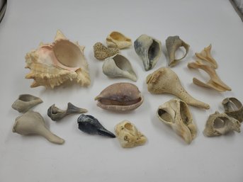 Sea Shell Collection Lot
