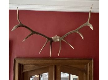 Vintage Natural   Animal Antlers