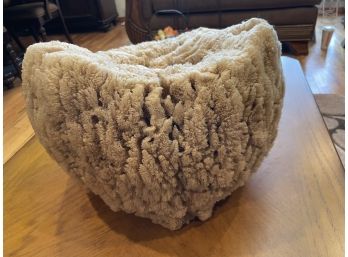 Ginormous Vintage Natural Floridan Sea- Sponge