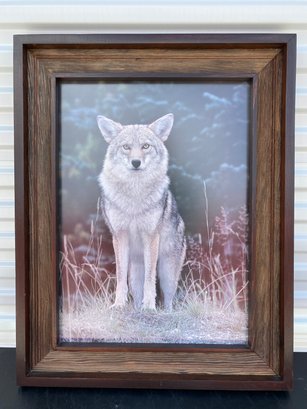 Framed Photograph Of A Coyote By Stewart Cassidy, Spectacular Frame