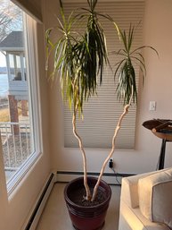 Stunning Eight Foot Tall Dracaena Marginata Plant In Large Plastic Pot