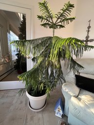 Gorgeous 4-5 Foot Tall Norfolk Island Pine In A Plastic Pot