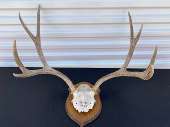 Antlers From An Eight-point Mule Deer Buck Mounted On Wood, Colorado 1976, Four By Four, Taxidermy
