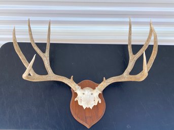Antlers From An Eight-point Mule Deer Buck Mounted On Wood, Colorado 1978, Four By Four, Taxidermy