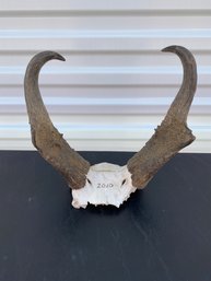 Pronghorn Antelope Skull Cap Horns Mount From 2010, Colorado