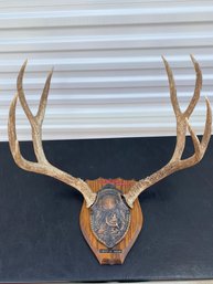 Antlers From An Eight-Point Mule Deer Buck Mounted On Wood, Wyoming 1962, Four By Four, Taxidermy