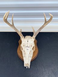 Antlers & Skull From A Six-Point Whitetail Deer Buck Mounted On Wood, Missouri 1966, Taxidermy