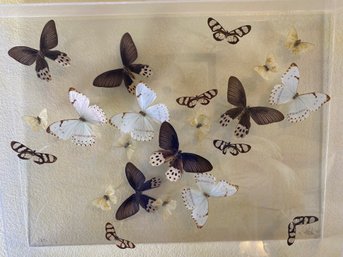 Incredible Limited Edition Butterfly Diorama Or Mounted Taxidermy Art, Signed By Payton, Entomology