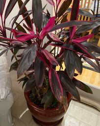 Large Beautiful Cordyline Fruticosa Red Sister Houseplant In Ceramic Pot