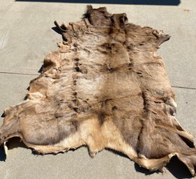 Elk Hide Pelt, Rug Or Taxidermy Wall Hanging