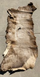 Elk Or Deer Hide Pelt, Rug Or Taxidermy Wall Hanging