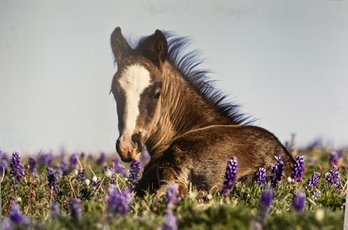 Pretty Wall Hanging Of Photograph On Canvas Of A Foal Horse