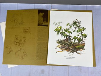 Beautiful Signed Ray Harm Print Of White-throated Sparrow, Bird & Wildlife Art