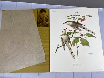 Gorgeous Vintage Signed Ray Harm Print Of Yellow-billed Cuckoo, Bird & Wildlife Art
