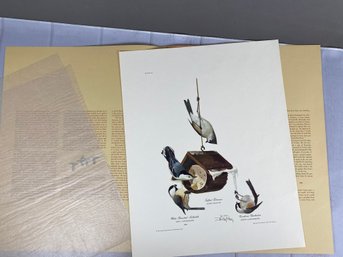 Wonderful Signed Ray Harm Print Of Common Birds At Your Feeder Including The Tufted Titmouse, Nuthatch & More