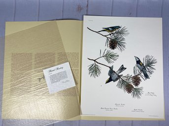 Magnificent Signed Ray Harm Print Of Various Warblers Including The Magnolia Warbler, Bird & Wildlife Art