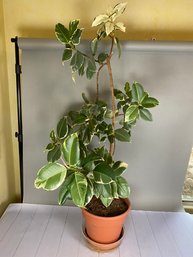 Beautiful Indoor Houseplant In Large Plastic Pot