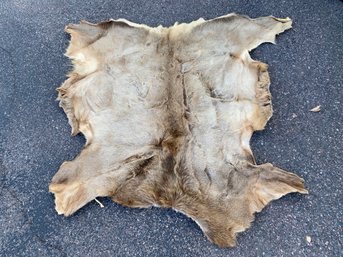 Elk Hide Pelt, Rug Or Wall Hanging, Taxidermy