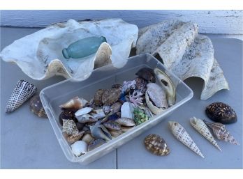 Beautiful Collection Of Sea Shells And A Glass Float