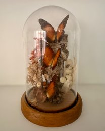 Beautiful Vintage Monarch Butterflies In Glass Dome