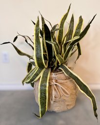 Faux Dracaena Trifasciata Plant In Burlap Pot