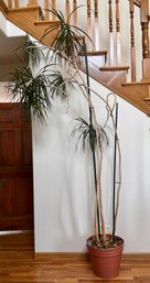 Beautiful Established Dracaena Tree Live Plant