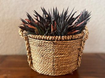 Succulent In Wicker Basket