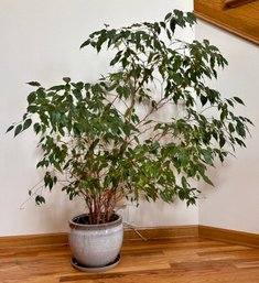 Well Established Weeping Fig Tree W/ Decorative Pot