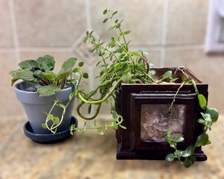 Oregano And Baby Tears Live Plants - Set Of 2