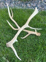 Beautiful Naturally Fallen 6 Point And 4 Point Elk Antlers