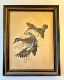 Blue Winged Teal - Anas Discors Framed Print By Charles E. Murphy