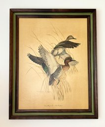 Green Winged Teal - Anas Carolinensis Framed Print By Charles E Murphy