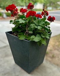 Red Floral Geranium Live Plant W/ Black Planter 2 Of 2