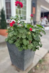 Red Floral Geranium Live Plant W/ Black Planter 1 Of 2