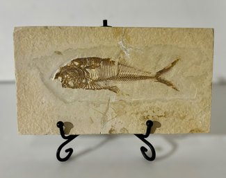 50 Million Year Old Fish Fossil Diplomystus Analis From Wyoming W/ Gold Stand