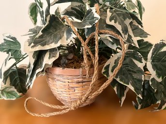 Algerian Ivy Hanging Plant